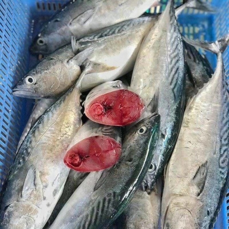 Cá ngừ thu Nha Trang