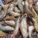 Tôm sú Nha Trang