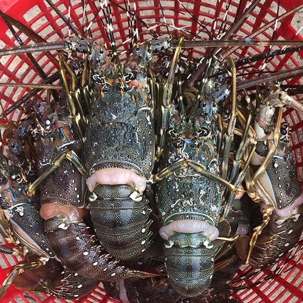 Tôm hùm bông ngợp giá rẻ tại Nha Trang