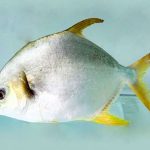 Cá chim biển sống